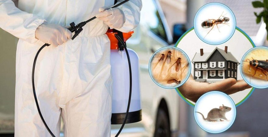 Soğukkuyu Böcek İlaçlama