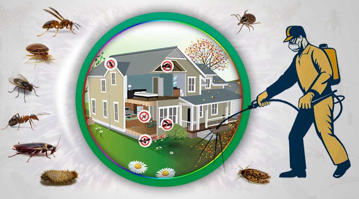 Soğukkuyu Böcek İlaçlama