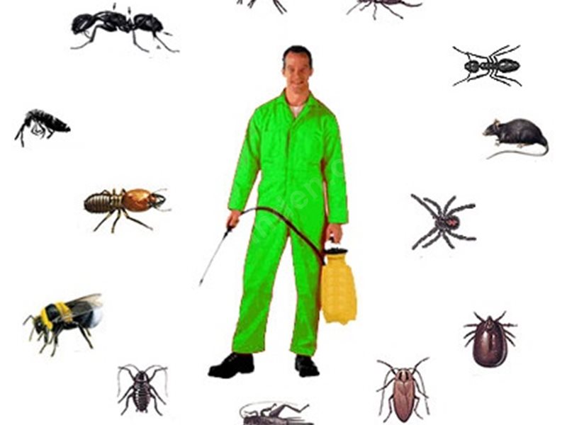 Soğukkuyu Böcek İlaçlama